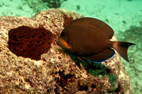 Reef Surgeon
