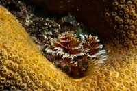 Christmas on the Reef